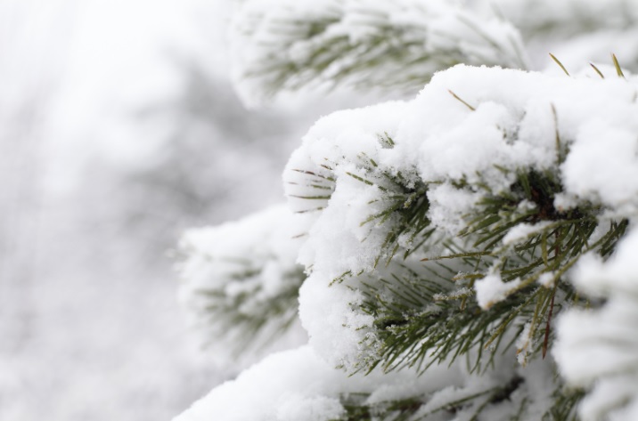 Three Reasons Why Professional Tree Care Before Winter Is Crucial