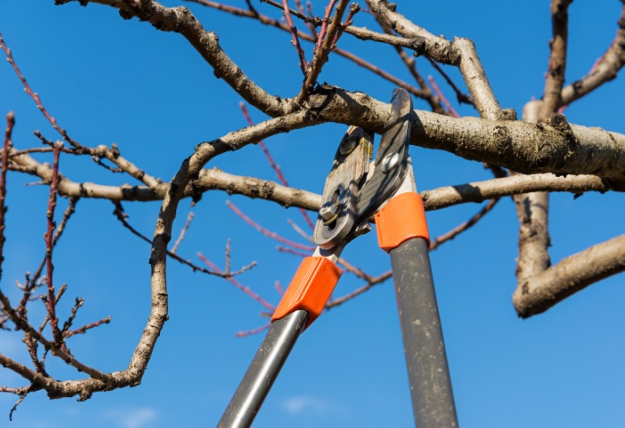 Pruning Your Trees During Winter