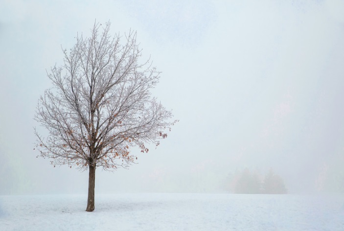 4 Strategies to Protect Your Trees in the Winter