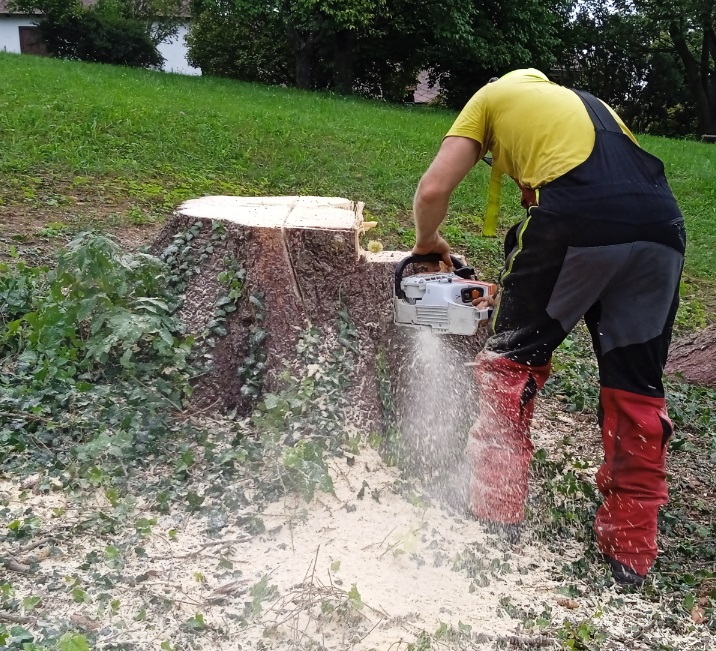 4 Key Components of Our Hazardous Tree Removal Safety Protocol