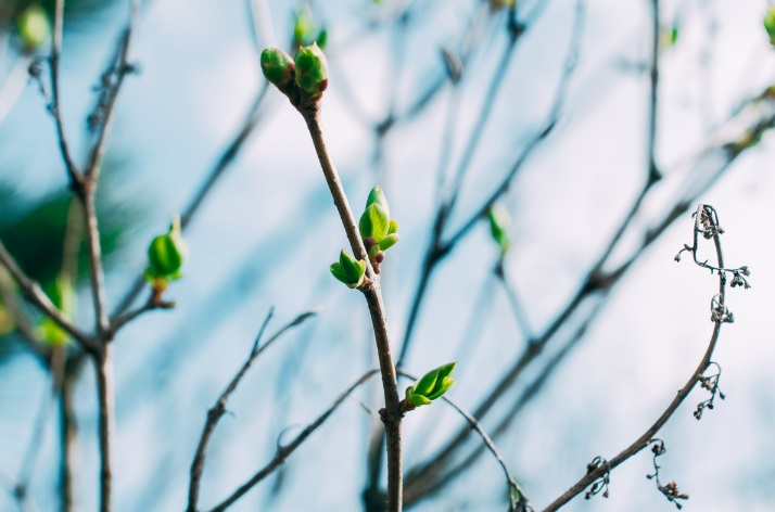 Your Guide to Spring Cleaning for Healthier, Happier Trees